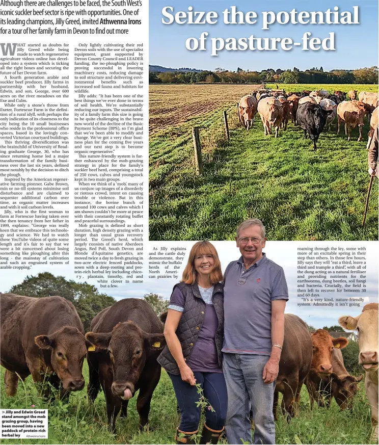  ?? ?? > Jilly and Edwin Greed stand amongst the mob grazing group, having been moved into a new paddock of protein-rich herbal ley
Athwenna Irons