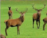  ?? Photo by Michael Donnelly ?? Red Deer in Killarney.