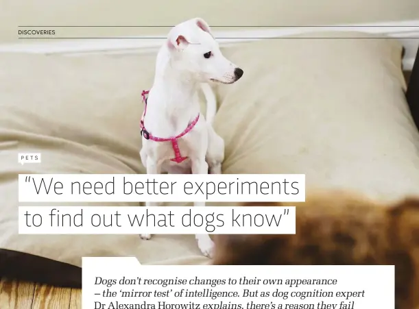  ??  ?? ABOVE: Dogs may be more intelligen­t than we realise, despite not passing the mirror test