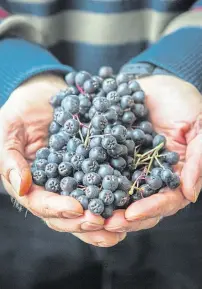  ??  ?? Castleton Farm, owned by Ross and Anna Mitchell, top, has 321 acres of soft fruit, including raspberrie­s, strawberri­es, blueberrie­s and cherries. The decision to invest in a largescale optical grader and sorter came after concern about finding enough seasonal pickers.