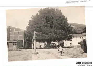  ?? ISABEL MARTÍNEZ PITA/EFE ?? Vieja postal de la Olma (olmo muy corpulento y frondoso) de Miraflores, a la que Vicente Alexandre dedicó el hermoso poema titulado "El Álamo".