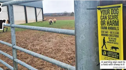  ?? ESSEX POLICE ?? A warning sign next to a field with sheep in it