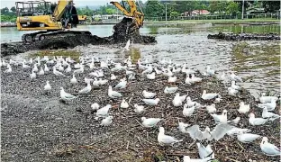  ?? SUPPLIED ?? The colony of black-billed seagulls has been happy to nest while constructi­on work goes on around them