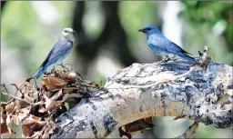  ?? Photo by Kathy Koenig ?? Bluebirds on a branch.