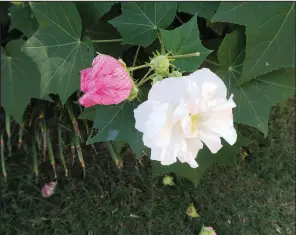  ??  ?? The flowers of Confederat­e rose fade from pink to white over a day or two.