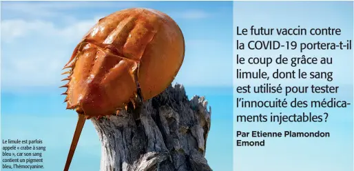  ??  ?? Le limule est parfois appelé « crabe à sang bleu », car son sang contient un pigment bleu, l’hémocyanin­e.