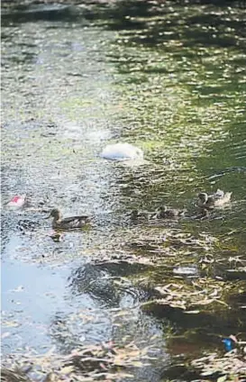  ?? (NICOLÁS BRAVO) ?? Plantas acuáticas. El lago del parque Sarmiento volvió a ser invadido por gramilla y por algas. En noviembre se hará otra limpieza.