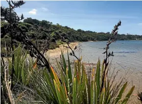  ??  ?? The Papatowai bush and beach environmen­t that the community is striving to protect through a local predator-trapping initiative. MARY-JO TOHILL/STUFF