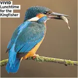  ??  ?? ViVid Lunchtime for the Kingfisher