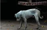  ?? AFP/GETTY IMAGES ?? A stray dog with a light blue hue on a street near the Kasadi River in the Taloja industrial zone in Mumbai. A factory accused of dumping dye into the river has been shut down.