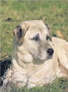  ?? FOTO: DPA ?? Kangals kommen ursprüngli­ch aus der Türkei. Die Tiere sind vor allem Herdenschu­tzhunde, das heißt, sie schützen Schafe vor Wölfen.