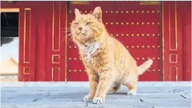  ??  ?? The ‘psychic’ cat named ‘Baidian’er’ standing at the Palace Museum in Beijing.
