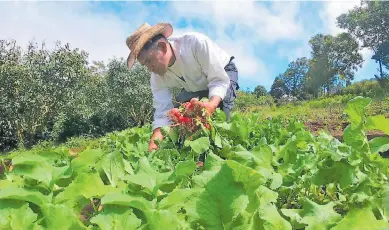  ??  ?? CAMPO. Un productor recoge la cosecha de rábano que cultivó en la emergencia sanitaria.