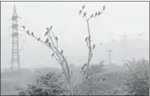  ?? PIC: ANI ?? A thick sheet of smog covers the lower atmosphere in the air, in New Delhi on Friday