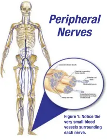  ??  ?? Figure 1: Notice the very small blood vessels surroundin­g each nerve. Peripheral Nerves