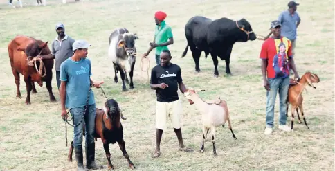  ??  ?? A few of the contestant­s in the 2017 Livestock Competitio­n proudly displaying the fruits of their hard work.