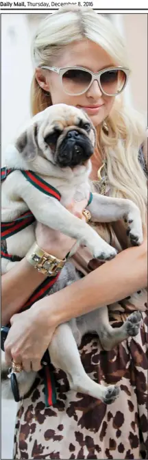 ??  ?? Showbiz favourite: Paris Hilton with her pug Mugsy