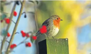  ??  ?? “I was up at Dunkeld and spotted Bobby the robin beside the River Tay,” says Eric Niven of Dundee who supplied this lovely photograph.