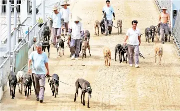  ??  ?? File photo shows greyhounds being brought out during a recess at the Yat Yuen Canidrome in Macau, China. — Reuters photo