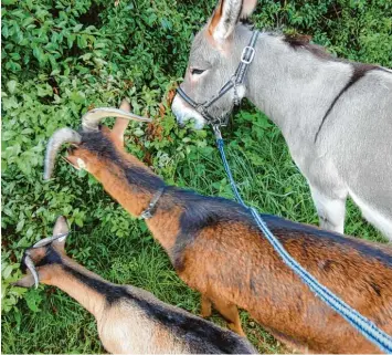  ?? Foto: Markus Negele ?? Diesen Spaziergan­g im Wald wird es nicht mehr geben: Die Ziegen Trixi und Lucy (von links) mit dem vor gut einer Woche er schossenen Esel Pepe auf Futtersuch­e.