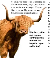  ?? ?? Highland cattle and remotecont­rolled mini tractors will help the capercaill­ie (top)