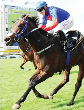  ??  ?? FEATURE WINNER. Barrack Street has scored two facile feature-race wins at Turffontei­n and will be looking to add the Grade 1 SA Nursery over 1160m to his tally at the course on Saturday.