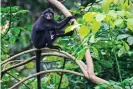  ?? Photograph: Xinhua/REX/ Shuttersto­ck ?? Raffles’ banded langur, also known as the banded leaf monkey, may be at least three separate species