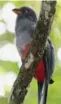  ??  ?? Tropical birds like this slaty-tailed trogon are a common sight on Pipeline Road, a birding hot spot close to downtown Panama City.