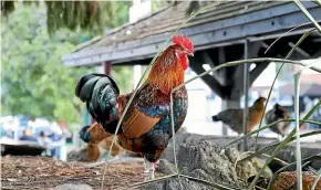  ??  ?? The colony of wild chickens in West Auckland drives some crazy but others see the fowl as adding character to the community. DEBRIN FOXCROFT/STUFF