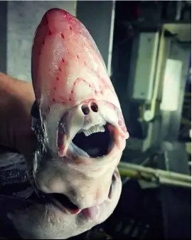  ??  ?? ABOVE RIGHT: the strange fish caught by russian fisherman roman fedortsov last year.