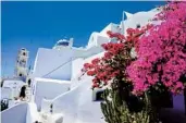  ?? ?? Bougainvil­lea flourishes among the caldera rim villages on Santorini, with its picturesqu­e whitewashe­d, blue-domed buildings.