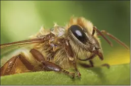  ?? TRIBUNE NEWS SERVICE ?? Researcher­s have observed the sudden and quick disappeara­nce of honey bee colonies in the U.S. and other parts of the world, with implicatio­ns for ecosystems, crop yields and nutrition.