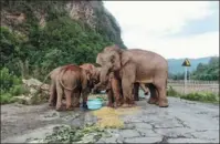  ?? XINHUA ?? The elephants feed away from populated areas in Jining district, Kunming, on June 3.