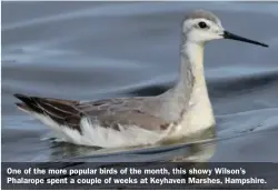  ??  ?? One of the more popular birds of the month, this showy Wilson’s Phalarope spent a couple of weeks at Keyhaven Marshes, Hampshire.