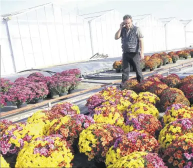  ?? (Photos Hélène Dos Santos) ?? Eddy et Brahim, les deux dirigeants de Z Plants au milieu des chrysanthè­mes «tendances» cette année : les multicolor­es.