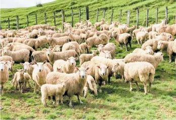  ?? Photo / Bevan Conley ?? Coarse wool prices have improved, says ANZ, but not enough to balance farmers’ ledgers.
