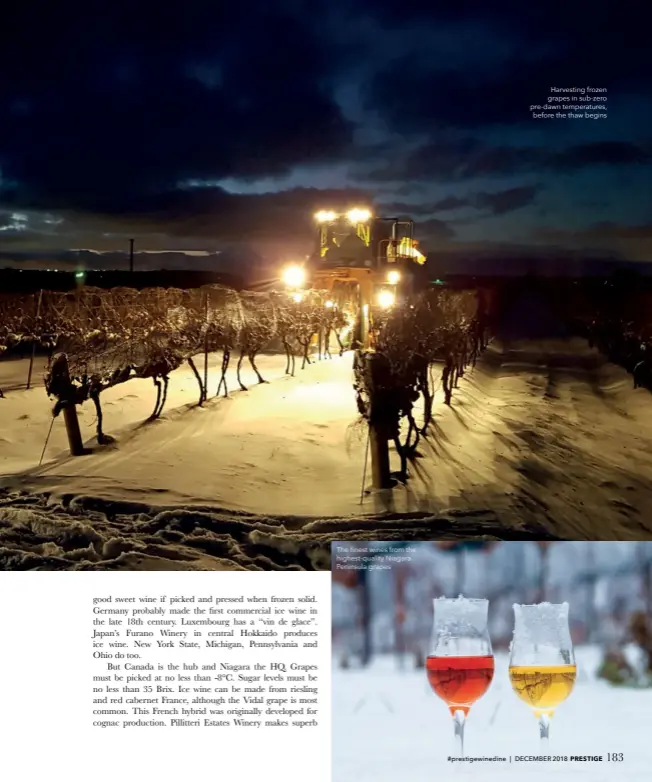  ??  ?? Harvesting frozen grapes in sub-zero pre-dawn temperatur­es, before the thaw begins The finest wines from the highest-quality Niagara Peninsula grapes