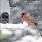  ?? CONTRIBUTE­D PHOTO ?? A cardinal stops by a bird feeder in Bible Hill for a bite to eat on a snowy day.