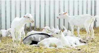  ?? POSTMEDIA NETWORK FILE PHOTO ?? Developmen­ts in goat breeding have led to a meat that’s tastier than you might think. It’s a healthier red-meat choice.