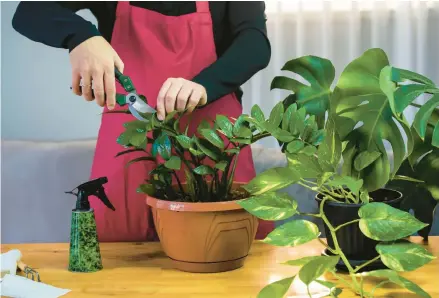  ?? TNS ?? Grooming houseplant­s keeps your indoor garden looking its best and plants contained to the available space.