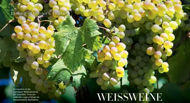  ??  ?? Vermentino ist die wichtigste Weißweinso­rte auf Sardinien. Trotz der südlichen Lage erbringt sie finessenre­iche Weißweine.