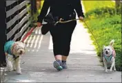  ?? Kent Nishimura Los Angeles Times ?? MORE AFFLUENT Americans had often turned to service workers amid time pressures — until the pandemic. Above, a dog walker in Burbank in March.