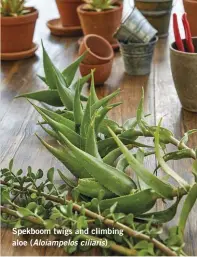  ??  ?? Spekboom twigs and climbing aloe (Aloiampelo­s ciliaris)