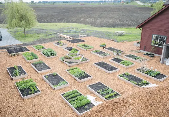  ?? MARK MACDONALD ?? A demonstrat­ion garden at the new Ladner facility of West Coast Seeds, bought by the Diamond family last year. The company now employs more than 25 people full time.