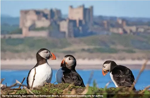  ?? ?? The Farne Islands, four miles from Bamburgh Beach, is an important breeding site for puffins