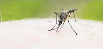 ?? Picture: NUR PHOTO ?? DANGEROUS: The mosquito infected 216 million people globally in 2016, resulting in the death of 445,000.
