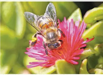  ??  ?? Neben den Honigbiene­n geht auch die Zahl der Wildbienen wie die der Hummeln zurück