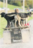  ?? Photo / File ?? Huntaways rate as the second most popular breed in New Zealand and are useful on farms.