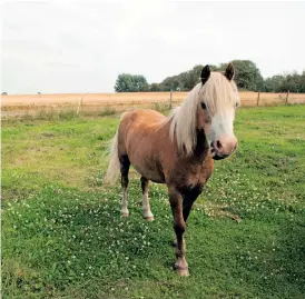  ?? BILD: SOFIA MYHRMAN/ARKIV ?? Varje år drivs det en kampanj som ska förebygga spridandet av hästsjukdo­men kvarka.