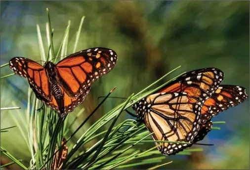  ?? (File Photo/AP/Nic Coury) ?? Monarch butterflie­s land on branches Nov. 10, 2021, at Monarch Grove Sanctuary in Pacific Grove, Calif.